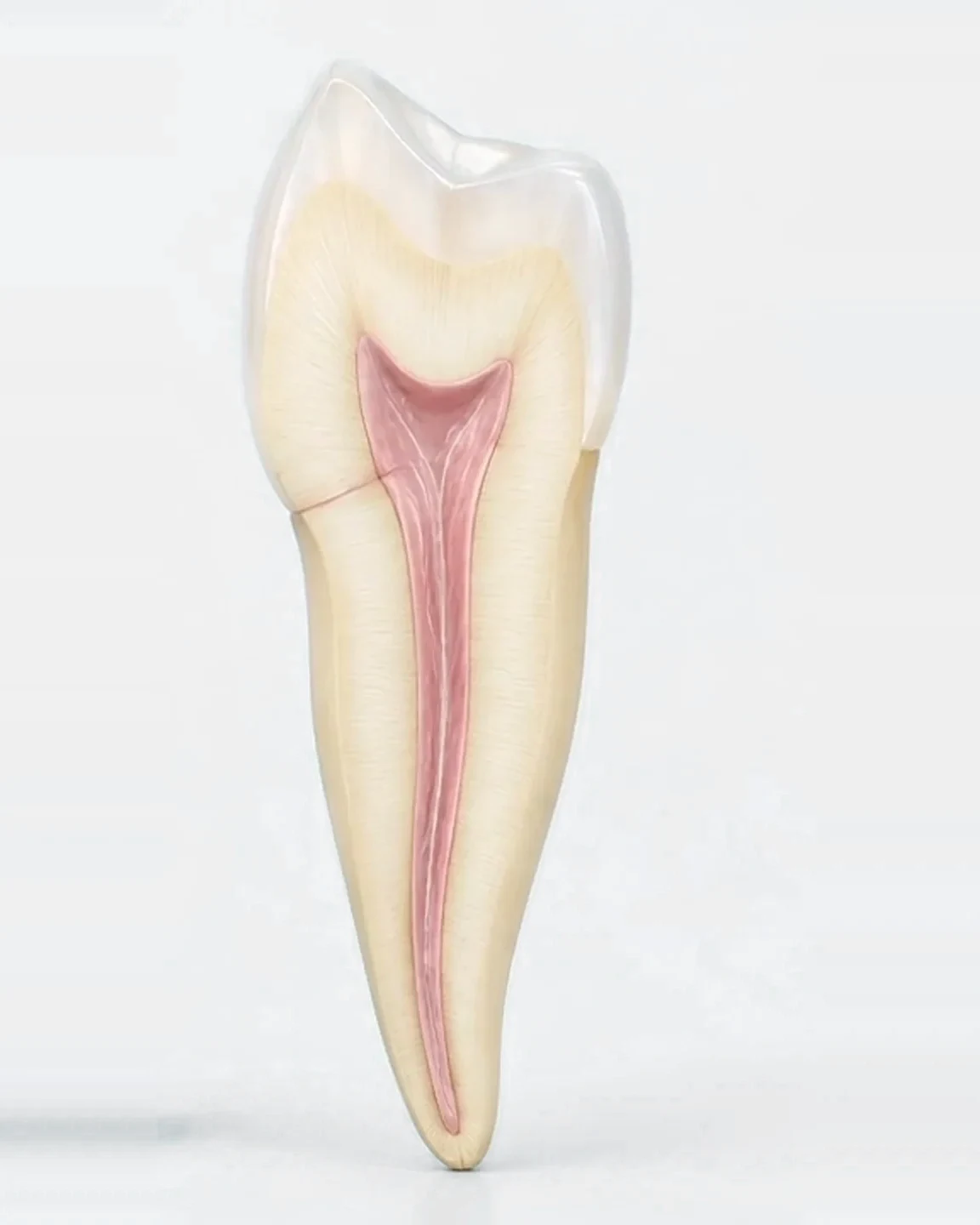 Dente naturale in sezione